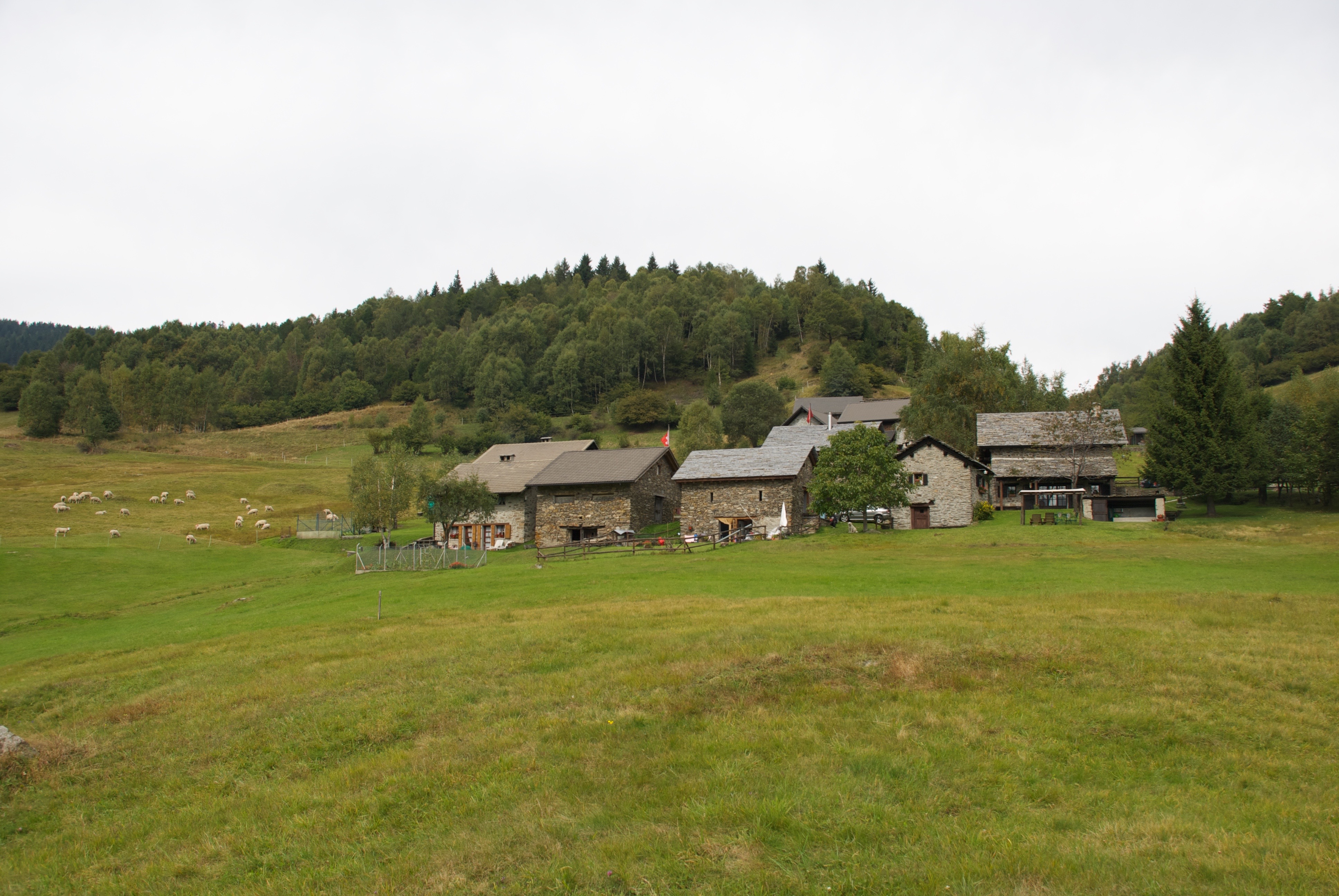 Gribbio stone houses with sheep